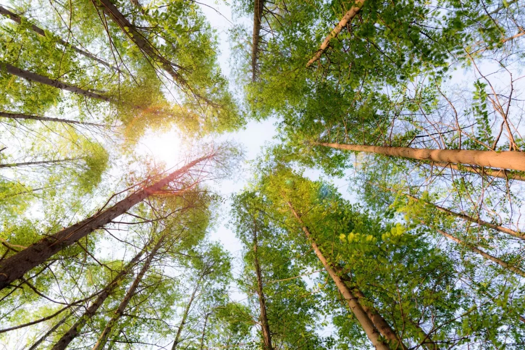 20190531134939-640_wx_fmt=jpeg&tp=webp&wxfrom=5&wx_lazy=1&wx_co=1