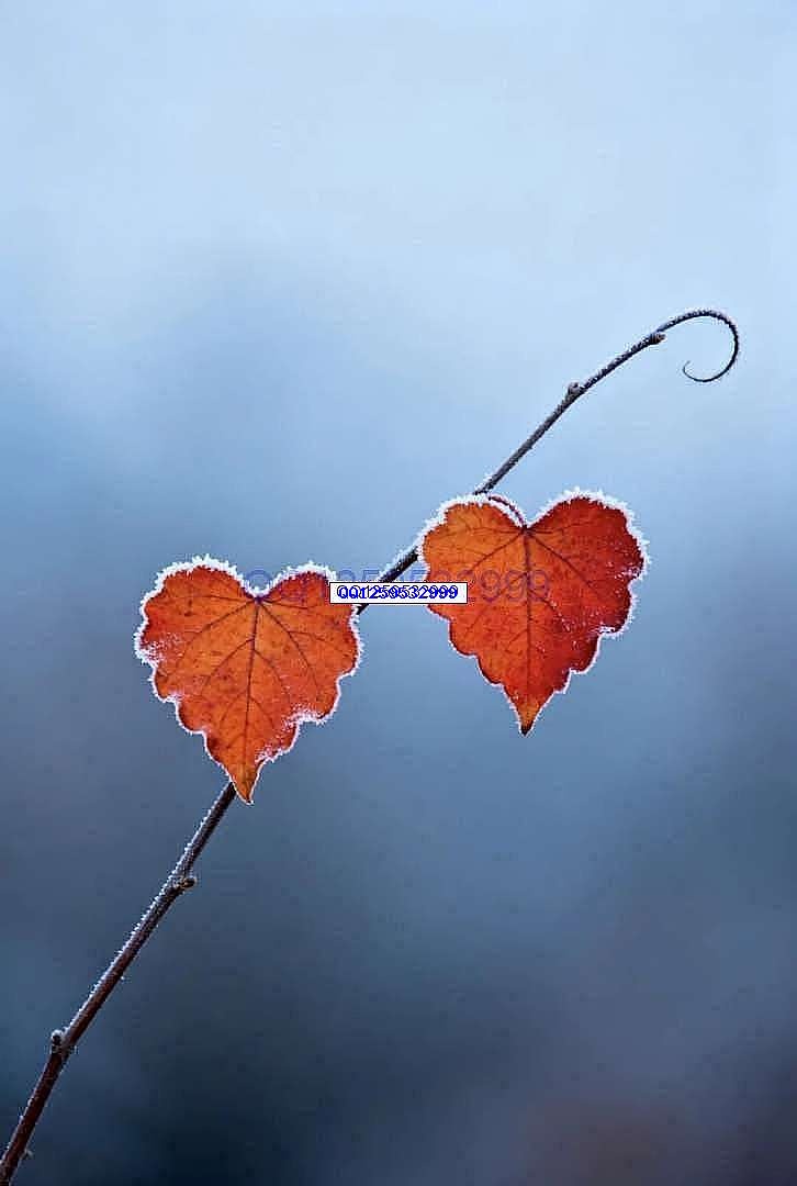 图片[2]-“男人无能，一看便知”：没出息的男人，离不开这三句话-神人佛-善无痕蛇无泪