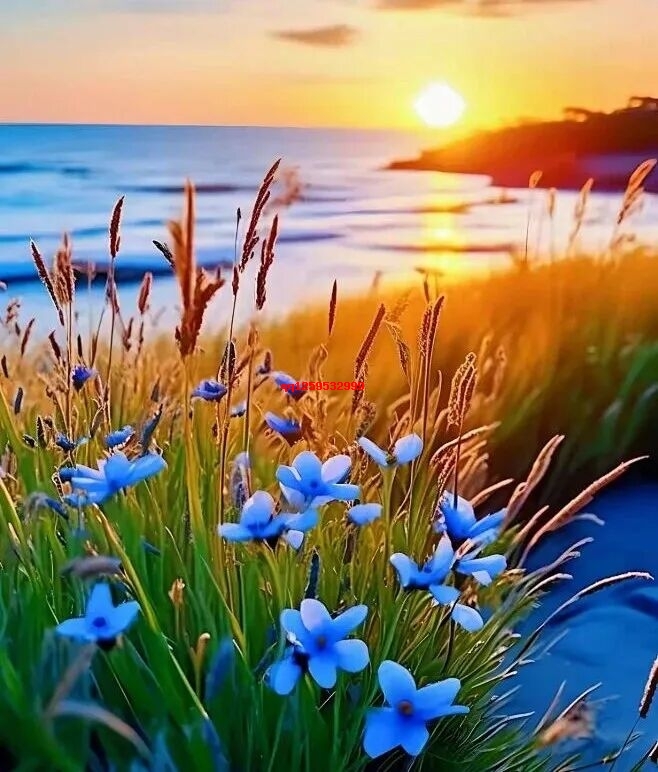 建筑内的花瓣采集图片-逍遥赵公子