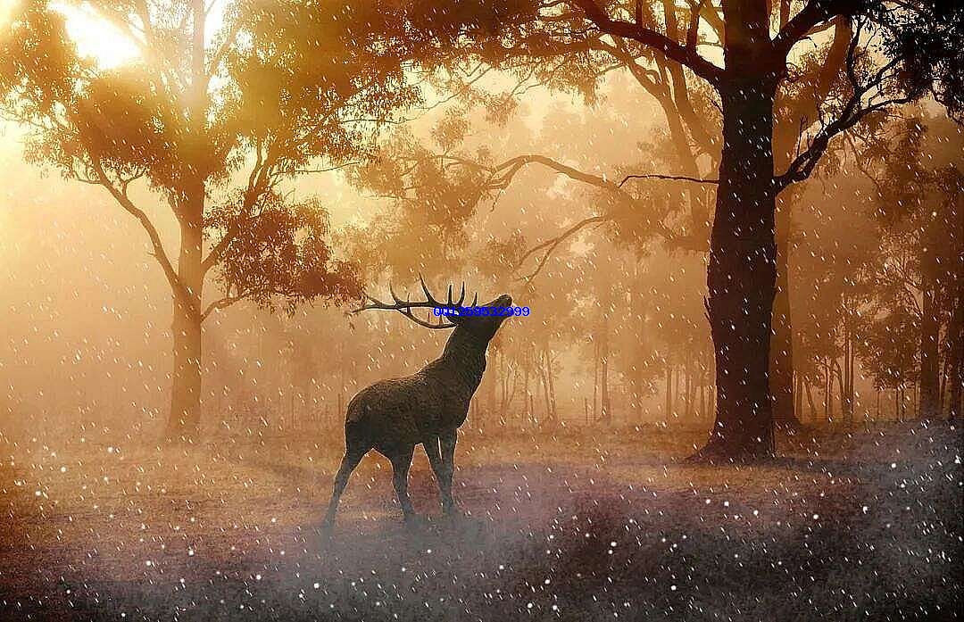 Free Deer Antlers photo and picture