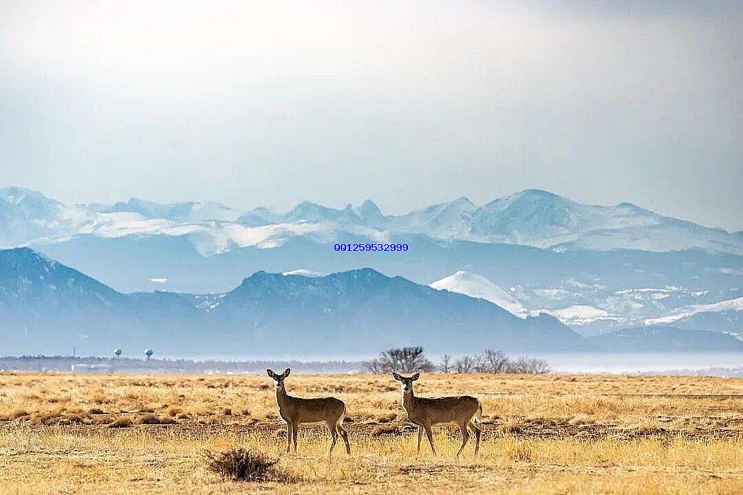 Free Deer Meadow photo and picture