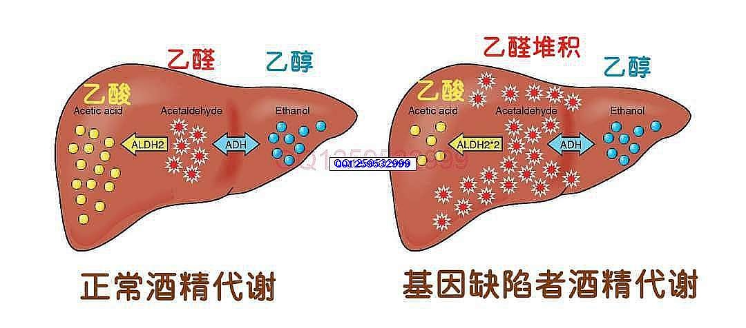 图片[2]-喝酒脸红的人：不仅伤肝，还有一个扎心的真相……-神人佛8客